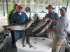 (08/21/2015) - Nice Striped Bass